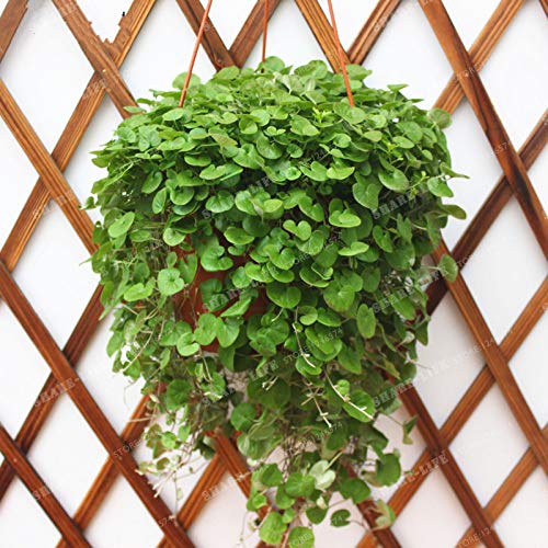 100pcs Dichondra Bonsai Dichondra Repens Lawn Bonsai Money Grass Hanging Decorative Garden Plants Do Flower for Home Garden