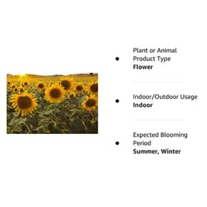 Dwarf Sunflower Seeds for Planting