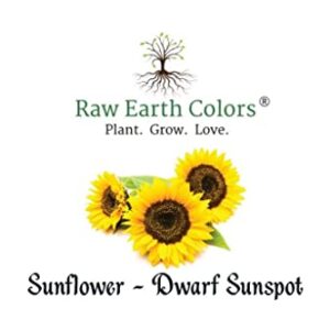 Dwarf Sunflower Seeds for Planting