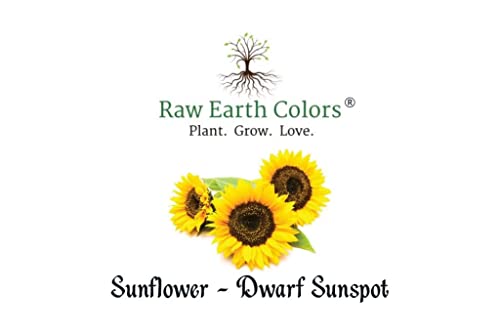 Dwarf Sunflower Seeds for Planting