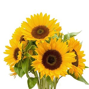 Dwarf Sunflower Seeds for Planting