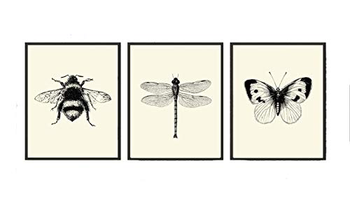 Bee Dragonfly Butterfly Wall Art Prints set of 3 Prints 8x10 - Unframed - Beautiful Black and White Illustration Ivory Natural Background Home Room Decor