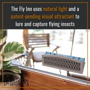 Dr. Killigan's The Fly Inn | Window Fly Traps | Sticky Fly Strip | Indoor Insect Trap | Catches and Hides Bugs | Better Than Fly Paper or Ribbon | Get Rid of Flies | (2+4, Gray)