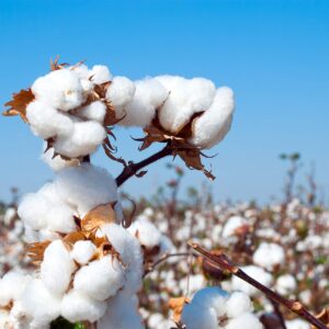 MRC Brand Cotton Seeds Non-GMO, untreated 20+ Cotton Seeds