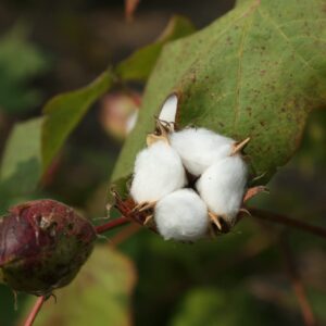 MRC Brand Cotton Seeds Non-GMO, untreated 20+ Cotton Seeds