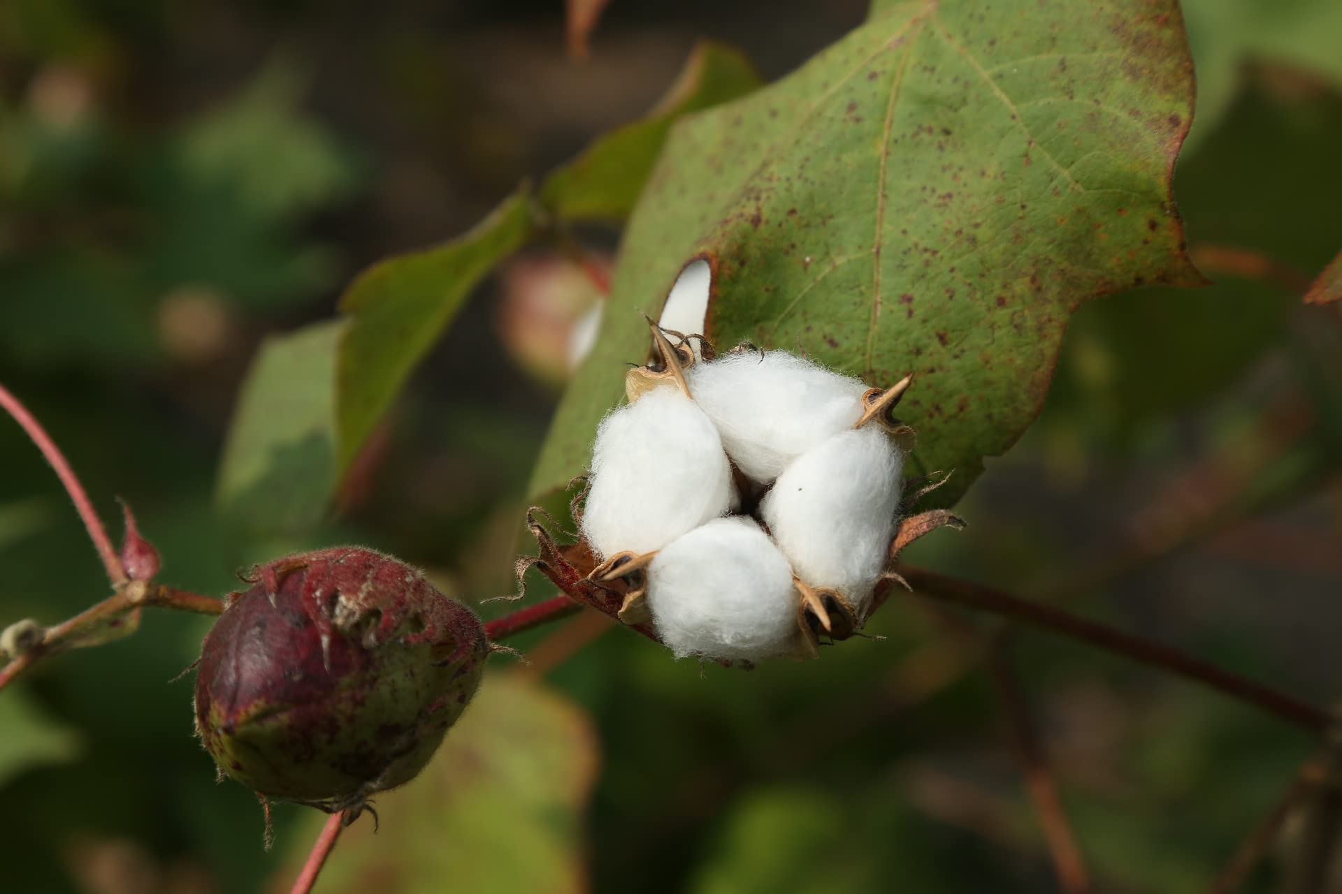 MRC Brand Cotton Seeds Non-GMO, untreated 20+ Cotton Seeds