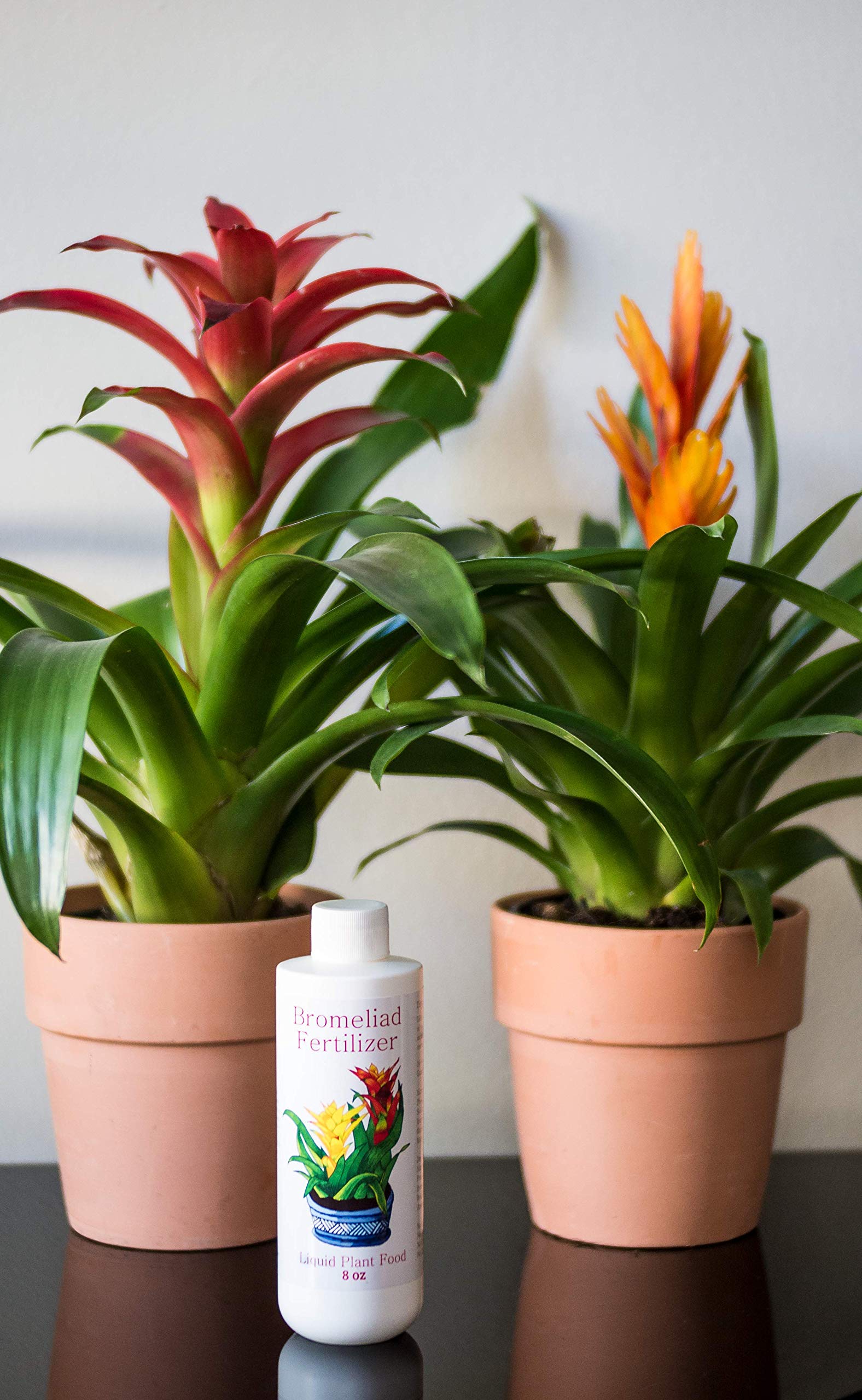 Bromeliad Fertilizer Liquid Plant Food for Bromeliads | Cryptanthus, Guzmania, Neoregelia Aechmea and Tillandsia Air, Aquatic Arts