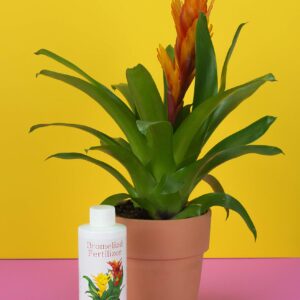 Bromeliad Fertilizer Liquid Plant Food for Bromeliads | Cryptanthus, Guzmania, Neoregelia Aechmea and Tillandsia Air, Aquatic Arts