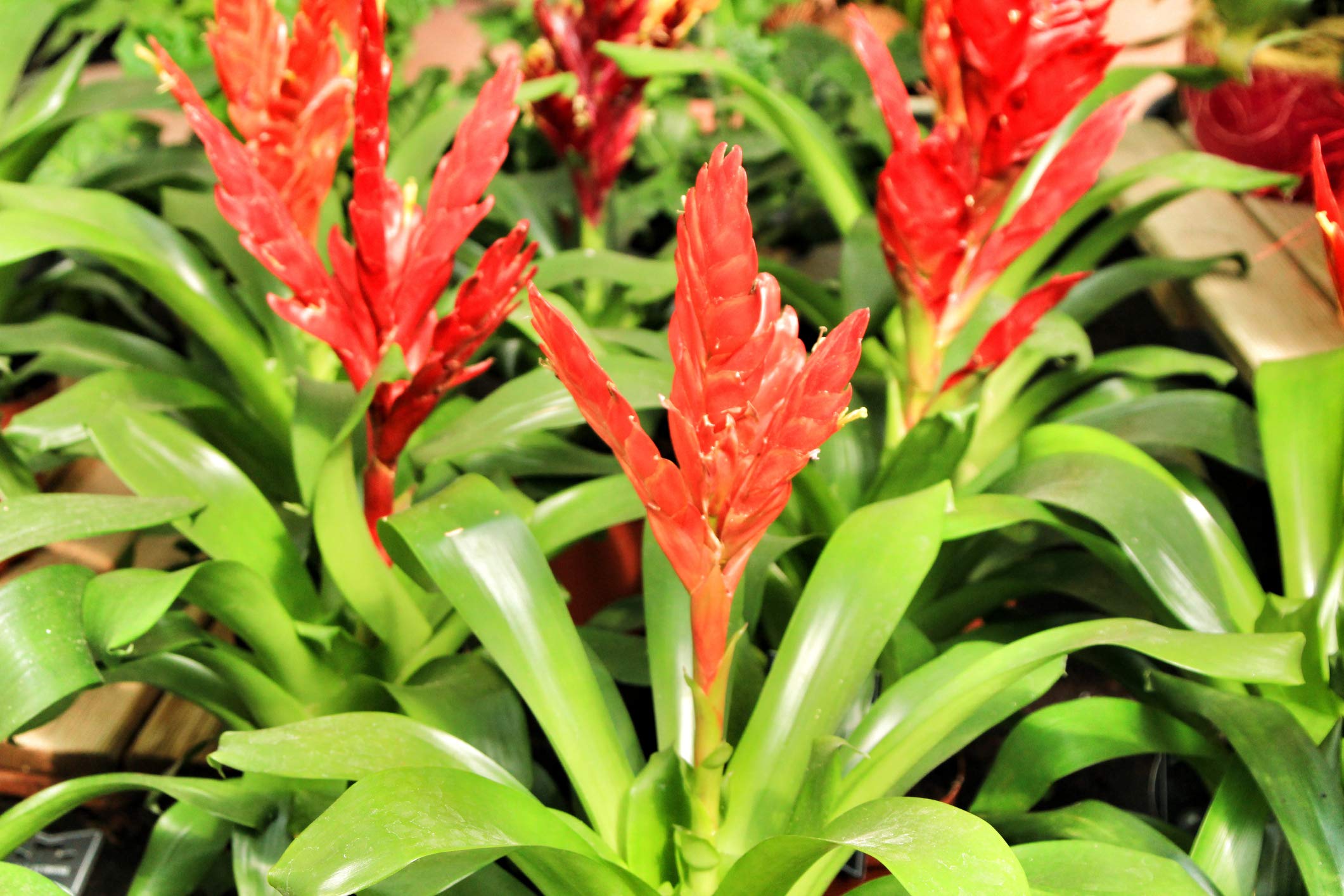 Bromeliad Fertilizer Liquid Plant Food for Bromeliads | Cryptanthus, Guzmania, Neoregelia Aechmea and Tillandsia Air, Aquatic Arts