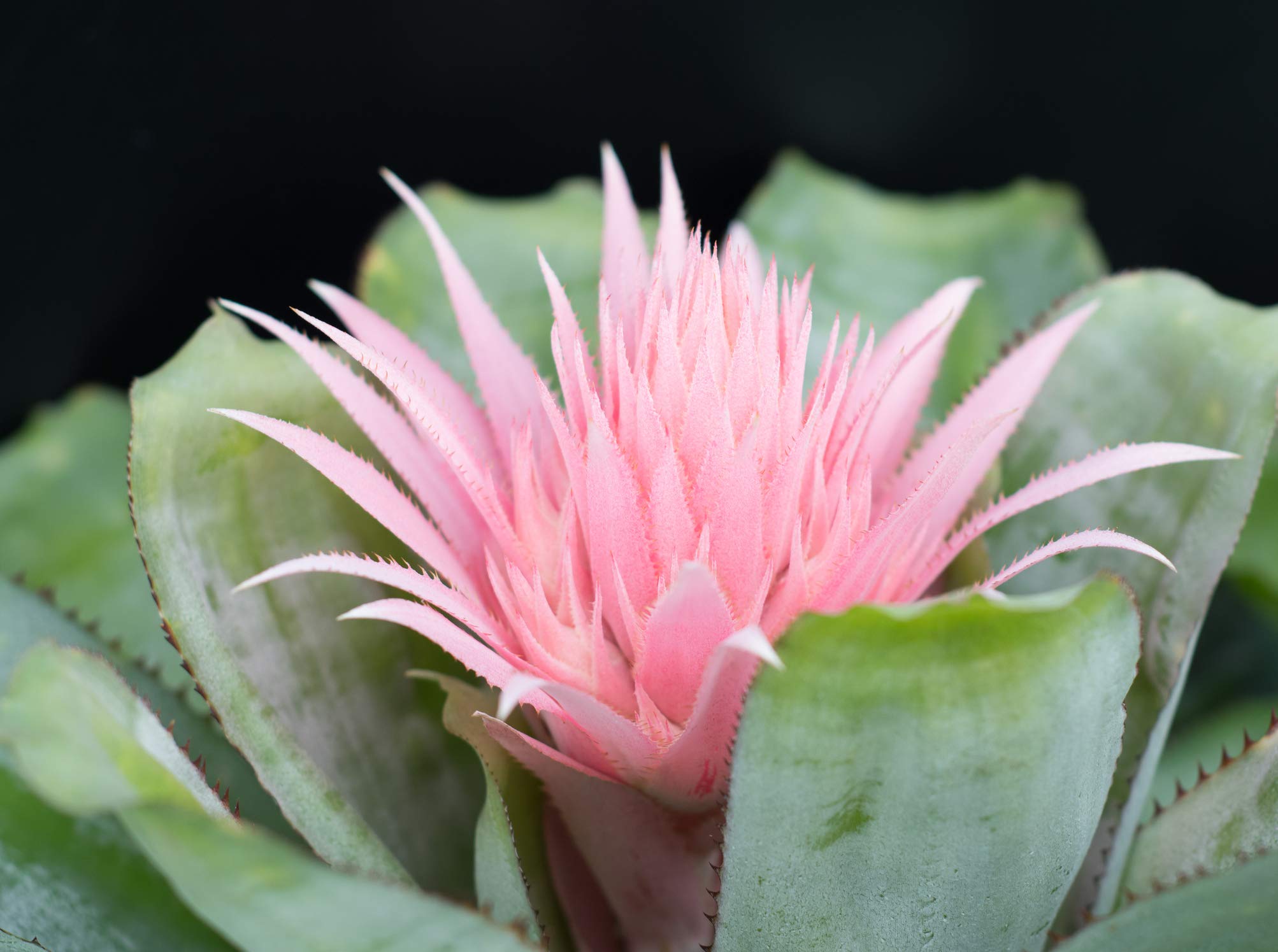 Bromeliad Fertilizer Liquid Plant Food for Bromeliads | Cryptanthus, Guzmania, Neoregelia Aechmea and Tillandsia Air, Aquatic Arts