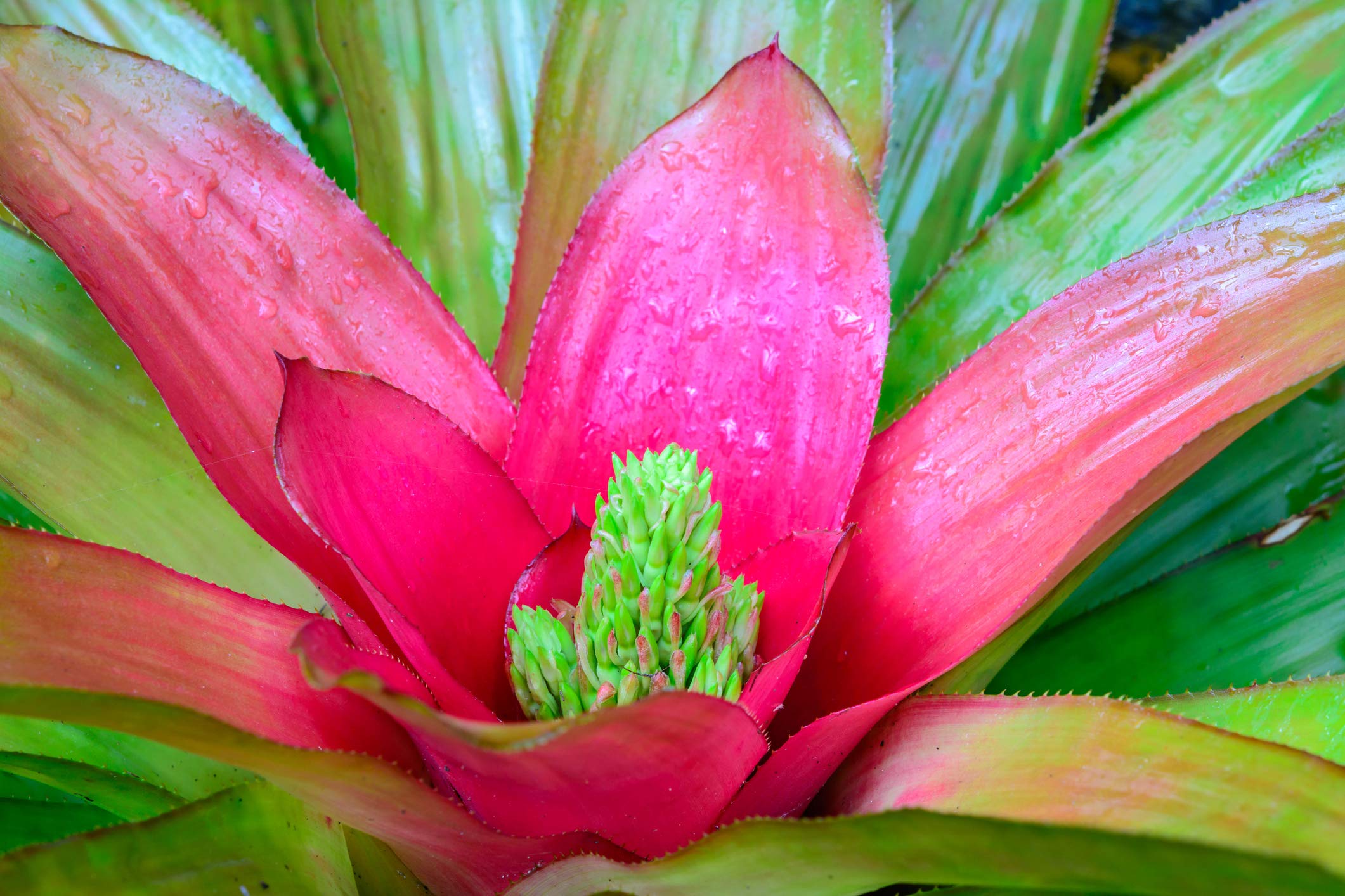 Bromeliad Fertilizer Liquid Plant Food for Bromeliads | Cryptanthus, Guzmania, Neoregelia Aechmea and Tillandsia Air, Aquatic Arts