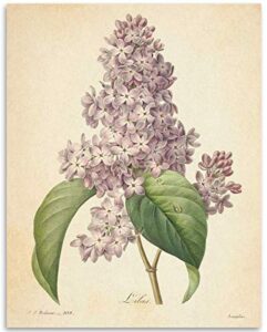 vintage french lilac flower botanical - classic flower nature home and room decoration, purple flowers antique garden print, great farmhouse gardening gift idea, 11x14 unframed art print poster