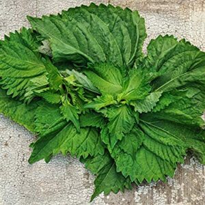 Gaea's Blessing Seeds - Green Shiso Seeds (Perilla), Heirloom Non-GMO Seeds with Easy to Follow Planting Instructions, Kaori Ao Shiso, Open-Pollinated, 94% Germination Rate