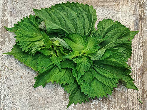 Gaea's Blessing Seeds - Green Shiso Seeds (Perilla), Heirloom Non-GMO Seeds with Easy to Follow Planting Instructions, Kaori Ao Shiso, Open-Pollinated, 94% Germination Rate