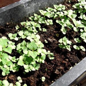 Gaea's Blessing Seeds - Green Shiso Seeds (Perilla), Heirloom Non-GMO Seeds with Easy to Follow Planting Instructions, Kaori Ao Shiso, Open-Pollinated, 94% Germination Rate