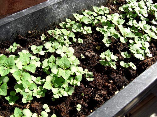 Gaea's Blessing Seeds - Green Shiso Seeds (Perilla), Heirloom Non-GMO Seeds with Easy to Follow Planting Instructions, Kaori Ao Shiso, Open-Pollinated, 94% Germination Rate