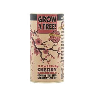 flowering cherry blossom | tree seed grow kit | the jonsteen company