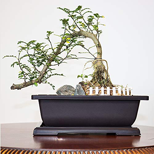 MUZHI 3PCS Large Rectangular Bonsai Tree Pots Planters with Tray 10"