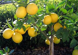 bearss lemon tree - fruiting size - 6" pot - no ship tx, fl, az, ca, la, hi