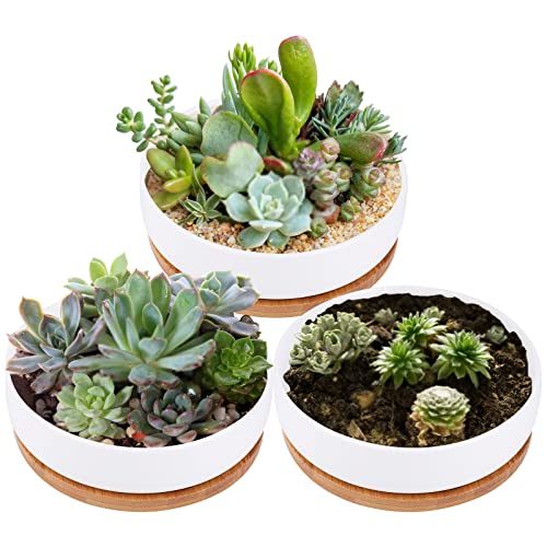 Lawei 3 Pack 6 inch Round Succulent Cactus Planter Pots with Drainage Bamboo Tray - Garden Ceramic Flower Planter Pot