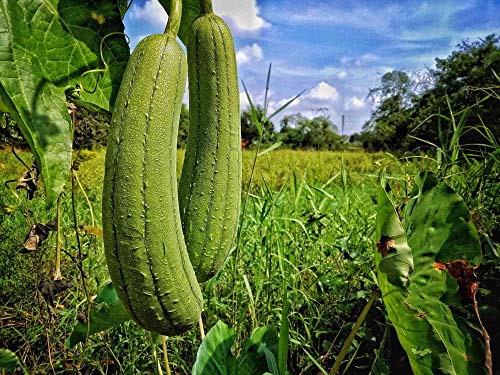 Gaea's Blessing Seeds - Luffa Gourd Seeds - Non-GMO - with Easy to Follow Planting Instructions - Heirloom Sponge Loofah Muop Huong 93% Germination Rate