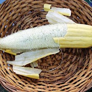 Gaea's Blessing Seeds - Luffa Gourd Seeds - Non-GMO - with Easy to Follow Planting Instructions - Heirloom Sponge Loofah Muop Huong 93% Germination Rate