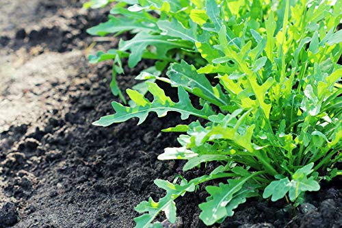 Gaea's Blessing Seeds - Arugula Seeds -2000 Seeds - Roquette Rocket Heirloom - Non-GMO Seeds with Easy to Follow Planting Instructions - 90% Germination Rate (Pack of 1)