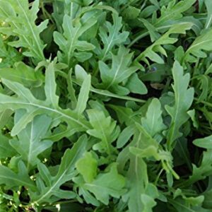 Gaea's Blessing Seeds - Arugula Seeds -2000 Seeds - Roquette Rocket Heirloom - Non-GMO Seeds with Easy to Follow Planting Instructions - 90% Germination Rate (Pack of 1)