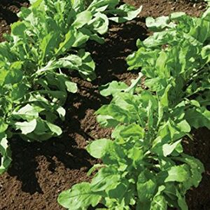 Gaea's Blessing Seeds - Arugula Seeds -2000 Seeds - Roquette Rocket Heirloom - Non-GMO Seeds with Easy to Follow Planting Instructions - 90% Germination Rate (Pack of 1)