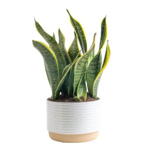 costa farms live snake plant, easy care houseplant in indoor garden plant pot, grower's choice house plant in potting soil mix, succulent plant gift for housewarming, office, home decor, 1-2 feet tall