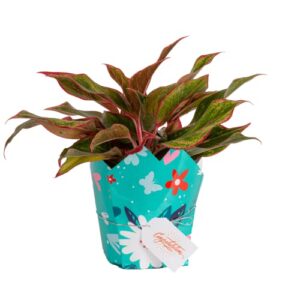 costa farms chinese evergreen, live indoor plant, potted in potting soil, decorative mother's day gift wrap, fresh from our farm, tabletop, desk, office, room decor, 14-inches tall