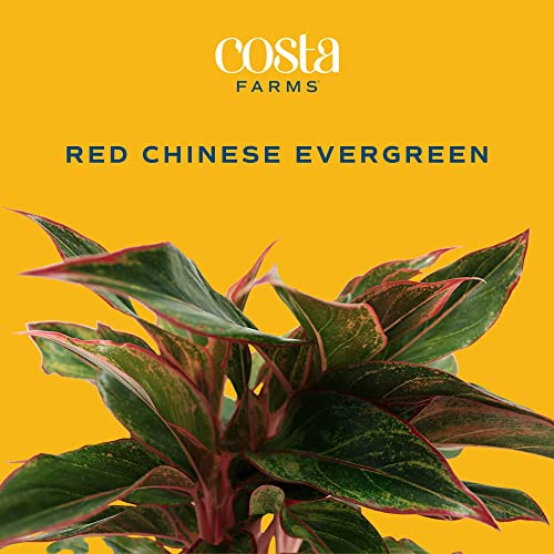 Costa Farms Chinese Evergreen, Live Indoor Plant, Potted in Potting Soil, Decorative Mother's Day Gift Wrap, Fresh From Our Farm, Tabletop, Desk, Office, Room Decor, 14-Inches Tall