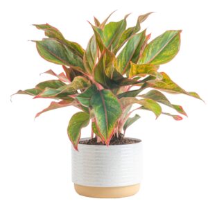 costa farms chinese evergreen, easy to grow live indoor plant aglaonema, houseplant potted in indoors garden plant pot, potting soil mix, gift for new home, office, room or home décor, 1-2 feet tall