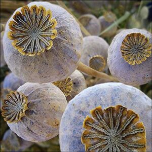 pat's poppies exotic strains of poppy seeds (1,700+ seeds) "the giant" (papaver somniferum var. giganteum) 1k milligram lg packet