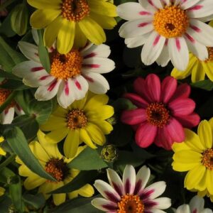 Outsidepride Zinnia Zahara Raspberry Lemonade Heat & Drought Tolerant Garden Cut Flowers - 50 Seeds