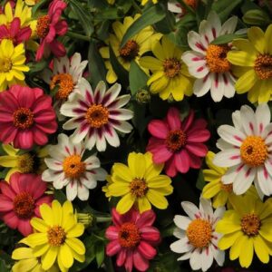 Outsidepride Zinnia Zahara Raspberry Lemonade Heat & Drought Tolerant Garden Cut Flowers - 50 Seeds