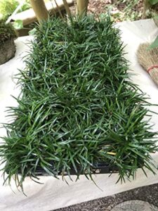 dwarf mondo grass (ophiopogon japonicus 'nana') 18 count flat, 3.5" pots