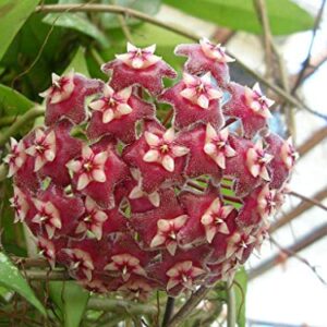 Rare Pubicalyx Wax Plant - Hoya - Collector's Series - 4" Pot