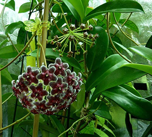 Rare Pubicalyx Wax Plant - Hoya - Collector's Series - 4" Pot