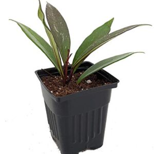 Rare Pubicalyx Wax Plant - Hoya - Collector's Series - 4" Pot