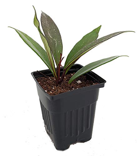 Rare Pubicalyx Wax Plant - Hoya - Collector's Series - 4" Pot