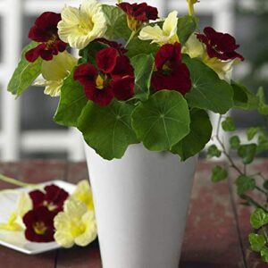 Outsidepride Tropaeolum Nasturtium Night & Day Dwarf Climbing, Vining, Flowering, Plants - 200 Seeds