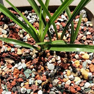 Mix Horticultural Lava Rock Pebbles Pumice Potting Soil Amendment Succulent Cactus Bonsai Gritty Rock Decorative Gravel Plant Drainage Volcanic Rock for Terrarium Fairy Gardening Top Dressing 2.2lb