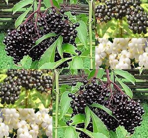 big pack - (1,000) american elderberry seeds - sambucus canadensis - non-gmo seeds by myseeds.co (big pack - elderberry)