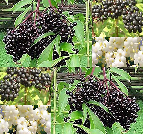 Big Pack - (1,000) American Elderberry Seeds - Sambucus Canadensis - Non-GMO Seeds by MySeeds.Co (Big Pack - Elderberry)