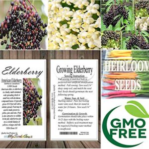 Big Pack - (1,000) American Elderberry Seeds - Sambucus Canadensis - Non-GMO Seeds by MySeeds.Co (Big Pack - Elderberry)