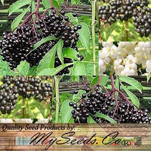 Big Pack - (1,000) American Elderberry Seeds - Sambucus Canadensis - Non-GMO Seeds by MySeeds.Co (Big Pack - Elderberry)