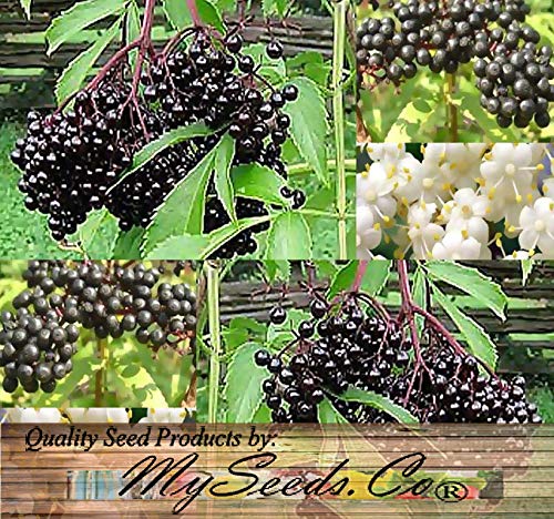 Big Pack - (1,000) American Elderberry Seeds - Sambucus Canadensis - Non-GMO Seeds by MySeeds.Co (Big Pack - Elderberry)