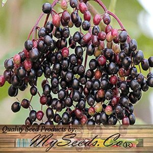 Big Pack - (1,000) American Elderberry Seeds - Sambucus Canadensis - Non-GMO Seeds by MySeeds.Co (Big Pack - Elderberry)