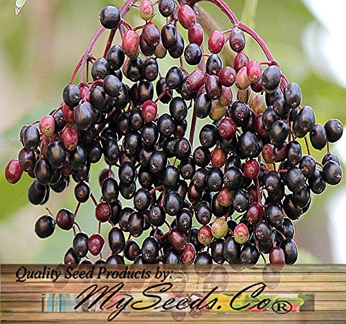 Big Pack - (1,000) American Elderberry Seeds - Sambucus Canadensis - Non-GMO Seeds by MySeeds.Co (Big Pack - Elderberry)